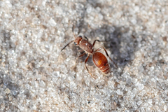 Dasymutilla arenerronea