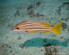 Lutjanus carponotatus