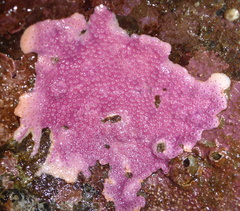 Stylantheca papillosa image
