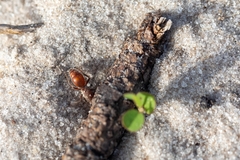 Dasymutilla arenerronea