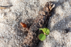 Dasymutilla arenerronea