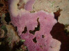 Stylantheca papillosa