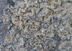 Caloplaca litoricola