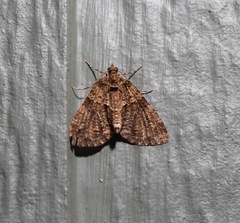 Polyclysta hypogrammata