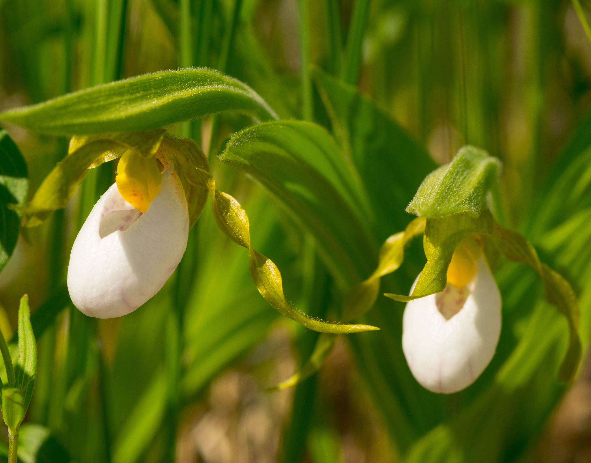 Cypripedium candidum