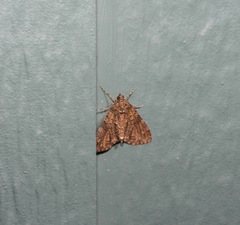 Polyclysta hypogrammata