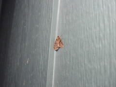 Polyclysta hypogrammata