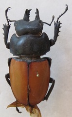 Neolucanus robustus