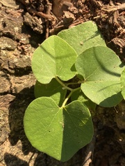 Aristolochia tomentosa