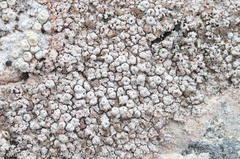 Coccotrema maritimum