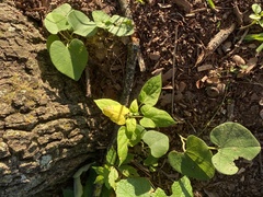 Aristolochia tomentosa