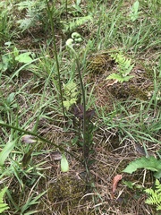 Pteridium pinetorum