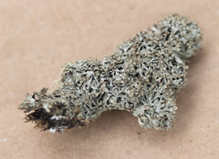 Hypogymnia lophyrea