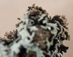 Hypogymnia lophyrea