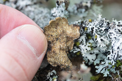 Lobaria anomala