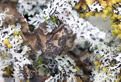 Lobaria anomala