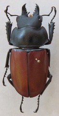 Neolucanus robustus