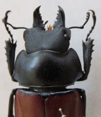 Neolucanus robustus