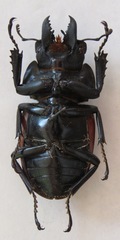 Neolucanus robustus
