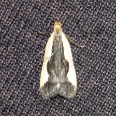 Dichomeris inserrata