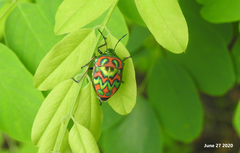 Poecilocoris splendidulus