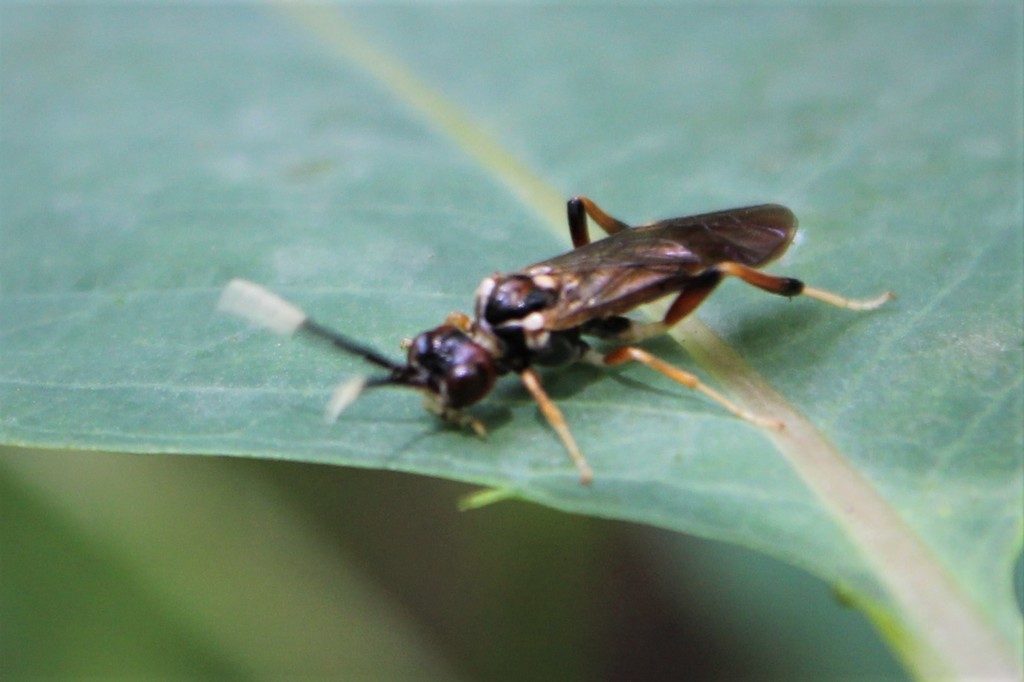 Taxonus spiculatus