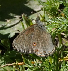 Coenonympha haydenii