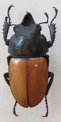 Neolucanus robustus