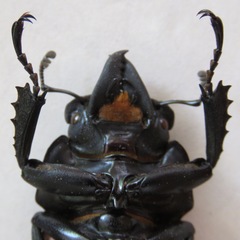 Neolucanus robustus