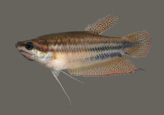 Croaking Gourami photo 2