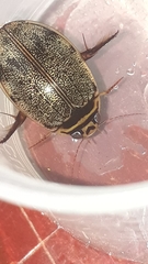 Thermonectus