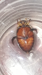Thermonectus