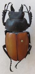 Neolucanus robustus