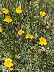 Erythranthe primuloides