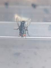 Winthemia quadripustulata