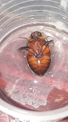 Thermonectus