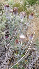 Cirsium occidentale occidentale