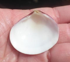 Semele rubropicta