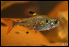 X-Ray Tetra photo 3