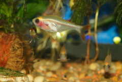 X-Ray Tetra photo 4