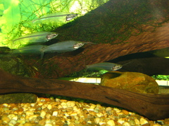 X-Ray Tetra photo 5