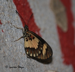 Acraea cabira