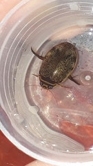 Thermonectus