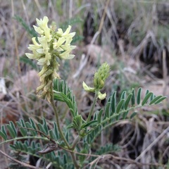 Astragalus strigulosus