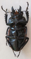 Neolucanus robustus