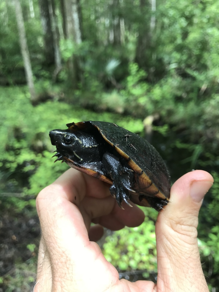 Striped Mud Turtle in June 2020 by Grover J. Brown · iNaturalist