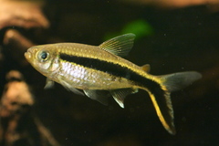 Blackline Penguinfish photo 1