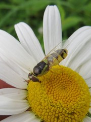 Odontomyia cincta