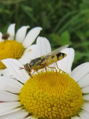 Odontomyia cincta
