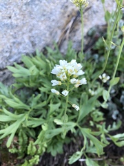Noccaea fendleri
